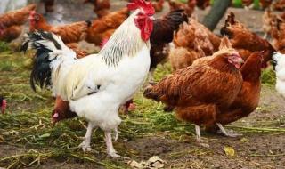 狗为伴侣动物拟禁食 狗为伴侣动物拟禁食